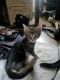 Mixed Cats for sale in Spanaway, WA, USA. price: $40