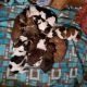 Mixed Puppies for sale in Virginia Beach, VA, USA. price: NA