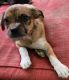 Mixed Puppies for sale in Clinton, PA 15026, USA. price: NA