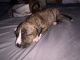 Mixed Puppies for sale in Holland, MI 49423, USA. price: $200