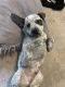 Mixed Puppies for sale in Elizabethton, TN, USA. price: $50