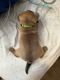 Mixed Puppies for sale in Lexington, NC, USA. price: $300