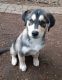 Mixed Puppies for sale in Vancouver, WA, USA. price: NA