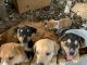 Mixed Puppies for sale in San Antonio, TX, USA. price: $75
