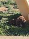 Mixed Puppies for sale in Union Gap, WA 98903, USA. price: NA