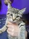 Mixed Cats for sale in Woodstock, IL 60098, USA. price: NA