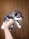 Mixed Puppies for sale in Ferguson, NC 28624, USA. price: NA