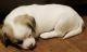 Mixed Puppies for sale in Dallas, TX 75244, USA. price: NA