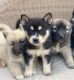 Mixed Puppies for sale in San Bernardino, CA, USA. price: NA