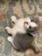 Mixed Cats for sale in Allenton, WI 53002, USA. price: NA