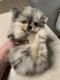 Mixed Puppies for sale in Allenton, WI 53002, USA. price: NA