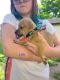 Mixed Puppies for sale in El Reno, OK, USA. price: NA
