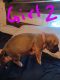 Mixed Puppies for sale in 2124 Cowan St, Fayetteville, NC 28306, USA. price: $150