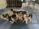 Mixed Puppies for sale in Crabtree, OR, USA. price: NA