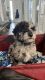 Mixed Puppies for sale in Orlando, FL 32824, USA. price: $1,500