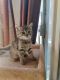 Mixed Cats for sale in Moreno Valley, CA, USA. price: NA