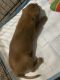 Mixed Puppies for sale in Salem, VA 24153, USA. price: NA