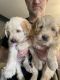 Mixed Puppies for sale in Montgomery County, PA, USA. price: NA