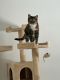 Mixed Cats for sale in Menifee, CA 92587, USA. price: NA