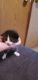 Mixed Cats for sale in Vancouver, WA, USA. price: $250