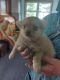 Mixed Puppies for sale in Withee, WI 54498, USA. price: NA