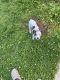 Mixed Puppies for sale in Clifton Heights, PA 19018, USA. price: NA