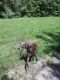 Mixed Puppies for sale in Kansas City, MO, USA. price: $100
