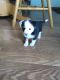 Mixed Puppies for sale in KY-841, Kentucky, USA. price: NA