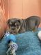 Mixed Puppies for sale in Wichita, KS, USA. price: $1,500