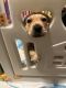 Mixed Puppies for sale in Fort Wayne, IN, USA. price: NA