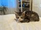 Mixed Cats for sale in Spanaway, WA, USA. price: NA