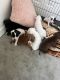 Mixed Puppies for sale in Lakewood, WA, USA. price: $450