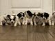 Mixed Puppies for sale in Dracut, MA 01826, USA. price: $1,500