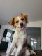 Mixed Puppies for sale in Puyallup, WA 98374, USA. price: NA