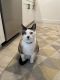 Mixed Cats for sale in San Diego, CA 92122, USA. price: NA