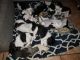 Mixed Puppies for sale in Summerville, SC, USA. price: NA