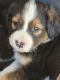 Mixed Puppies for sale in 15211 Arch St, Little Rock, AR 72206, USA. price: NA