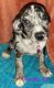 Mixed Puppies for sale in Casa Grande, AZ, USA. price: NA