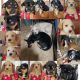 Mixed Puppies for sale in Las Vegas, NV, USA. price: $300