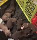 Mixed Puppies for sale in 16940 Elderberry Dr, Montverde, FL 34756, USA. price: NA