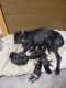 Mixed Puppies for sale in Darwin, MN, USA. price: $150