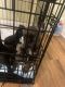 Mixed Puppies for sale in Williamson, GA 30292, USA. price: NA