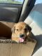 Mixed Puppies for sale in Eastvale, CA, USA. price: NA