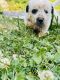 Mixed Puppies for sale in Shelbyville, TN 37160, USA. price: NA