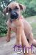 Mixed Puppies for sale in Bladenboro, NC 28320, USA. price: NA
