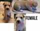 Mixed Puppies for sale in Long Beach, CA, USA. price: NA