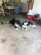 Mixed Puppies for sale in Monroe, LA, USA. price: $300
