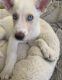 Mixed Puppies for sale in Chandler, AZ, USA. price: $250