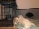 Mixed Puppies for sale in Phoenix, AZ 85035, USA. price: $550