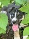 Mixed Puppies for sale in Rochester, MN, USA. price: $600